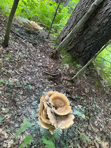 Mosquito Creek Trail
