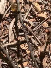 Argia immunda