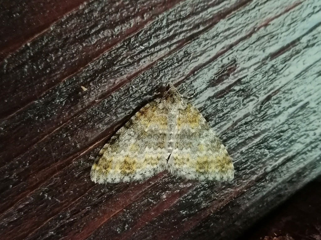 Entephria nobiliaria