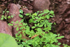 Ceratocapnos claviculata