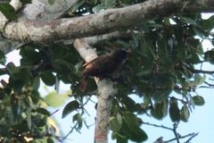 Gymnobucco peli