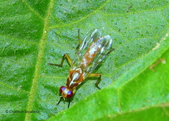 Dacinae
