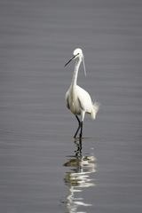 Egretta garzetta