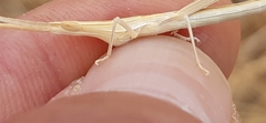 Acrida turrita