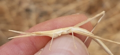 Acrida turrita