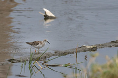 Calidris pugnax