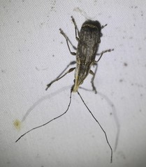 Ancylotropis waterhousei
