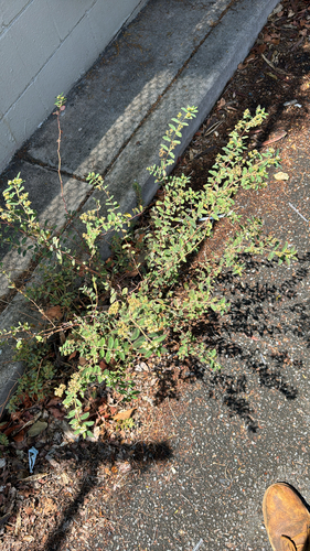 Euphorbia hyssopifolia, 2025-07-11