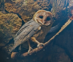 Tyto alba punctatissima