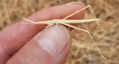 Acrida turrita