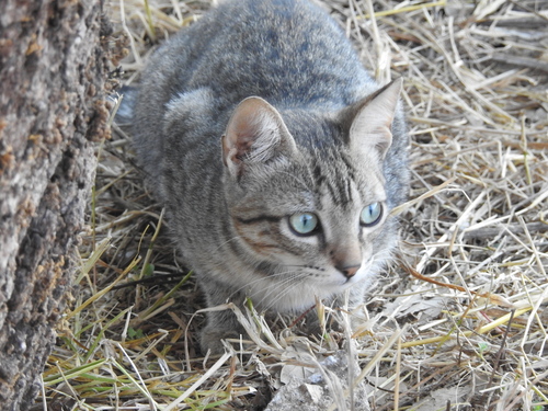Domestic Cat