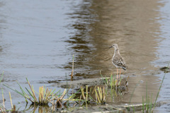 Calidris pugnax