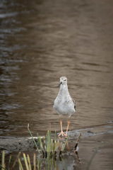 Calidris pugnax