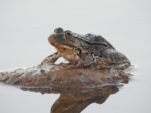 Sahara Frog