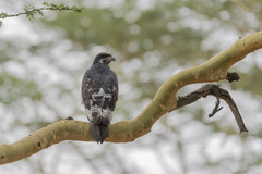 Buteo augur
