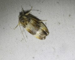 Piloprepes anassa