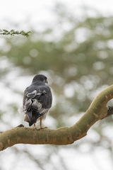 Buteo augur