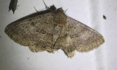 Eudesmeola lawsoni