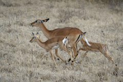 Aepyceros melampus melampus