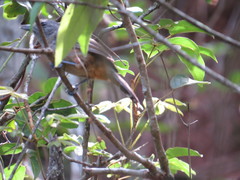 Dysithamnus stictothorax