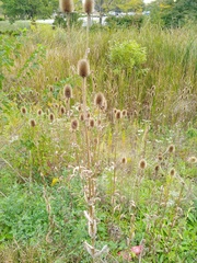 Dipsacus laciniatus