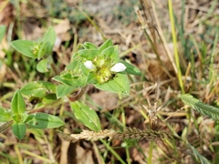 Richardia grandiflora