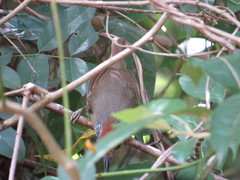 Dysithamnus stictothorax