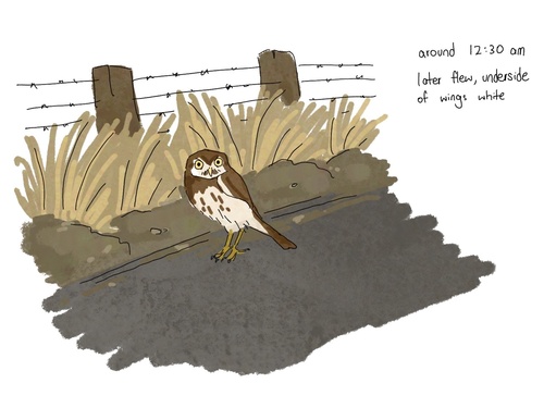 View observation of {o.common_name} on iNaturalist