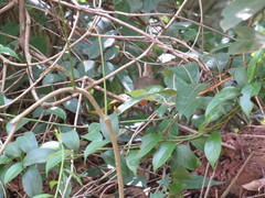 Dysithamnus stictothorax