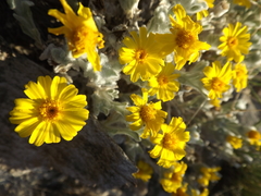 Thymophylla micropoides