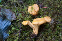 Cantharellus formosus