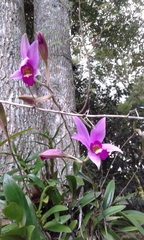 Laelia anceps