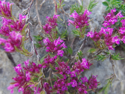Thymus boissieri