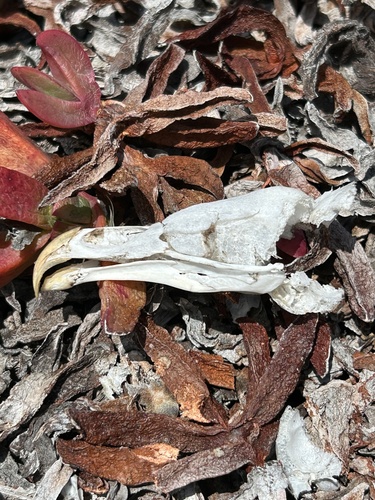 View observation of {o.common_name} on iNaturalist