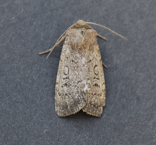 Soothsayer Dart photo 4