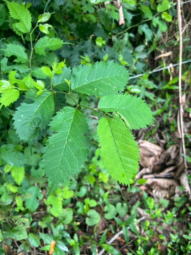 Maclura tinctoria - Whole tree