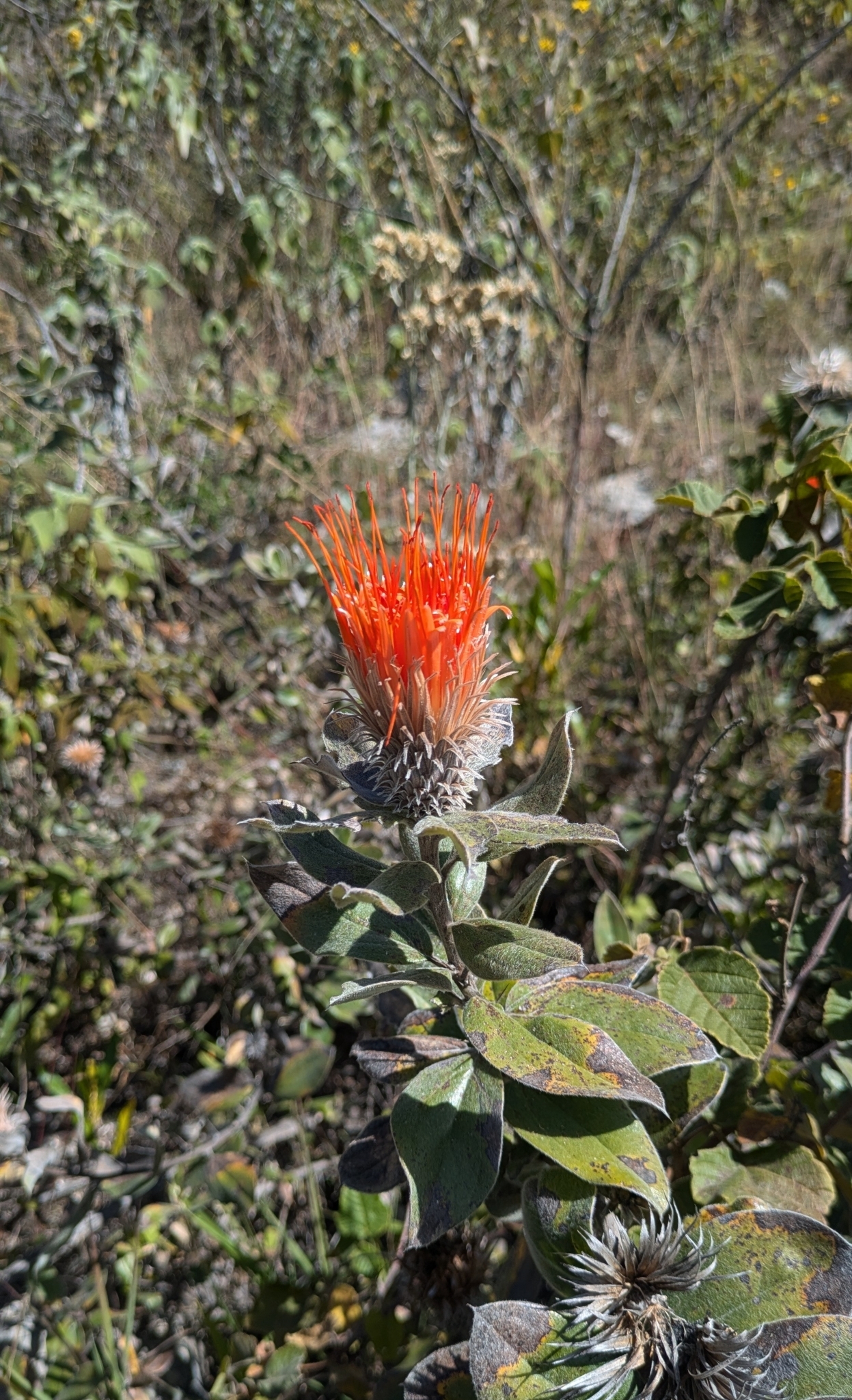 Arnaldoa weberbaueri