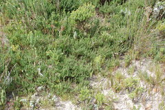 Aspalathus hispida hispida