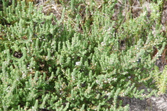 Aspalathus hispida hispida