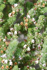 Aspalathus hispida hispida