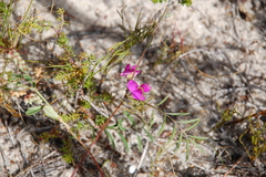 Tephrosia capensis capensis