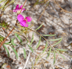 Tephrosia capensis capensis