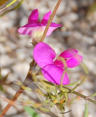 Tephrosia capensis capensis