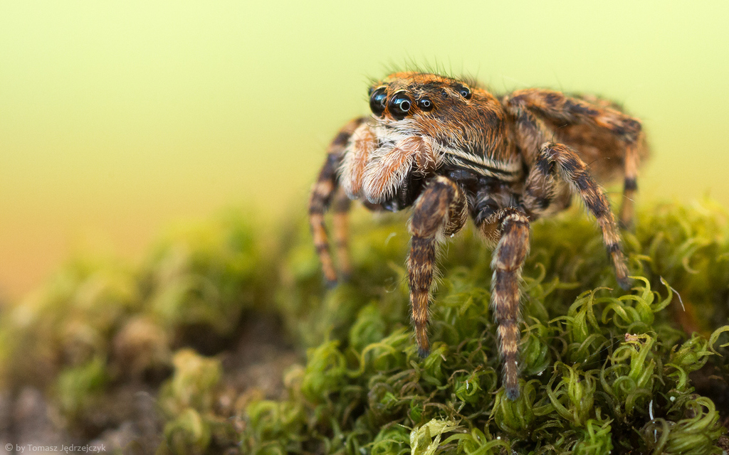 Sittisax saxicola
