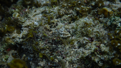 Muricodrupa funiculus observed 2025-07-06