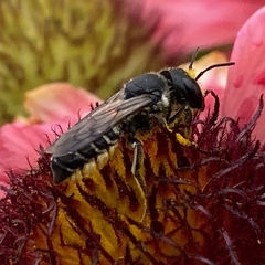 Megachile montivaga