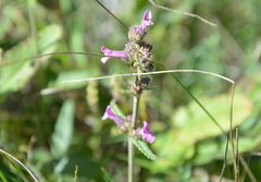 Betonica officinalis