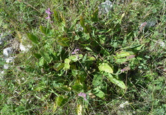 Betonica officinalis