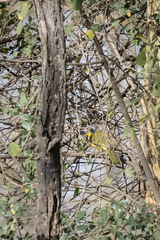 Malaconotus blanchoti