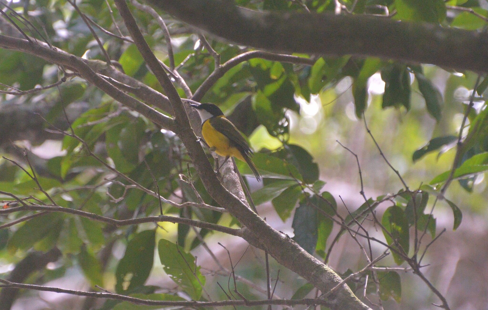 Melanesian Whistler (Pachycephala chlorura), photo 2